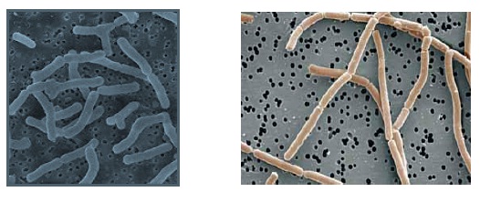 Lactobacillus Bacteria